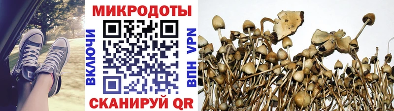 Псилоцибиновые грибы Psilocybine cubensis  Кондрово 